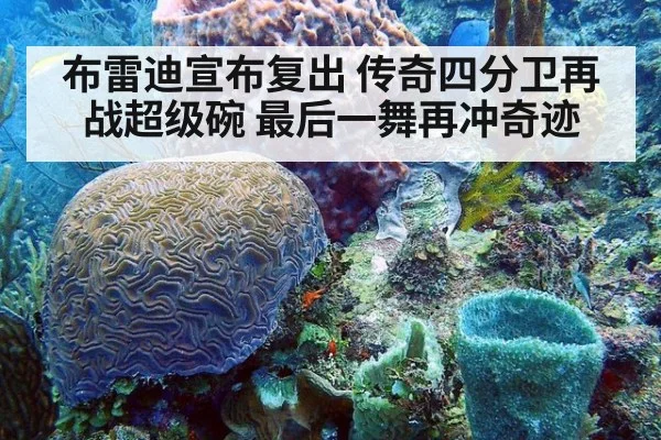 布雷迪宣布复出 传奇四分卫再战超级碗 最后一舞再冲奇迹